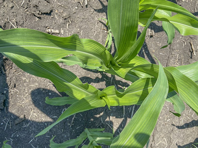 Seeing stripes? Your corn might have a nutrient deficiency, like the sulfur-deficient corn plant above. Herbicide injury or a harmless genetic quirk are two other possibilities. (Photo courtesy Dan Quinn, Purdue University)  