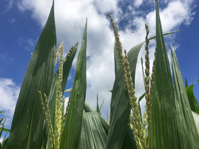Tassels are starting to venture out of corn plants in fields across the Midwest this week, just in time to catch a spell of hot, dry weather in some regions. (DTN photo by Pamela Smith)