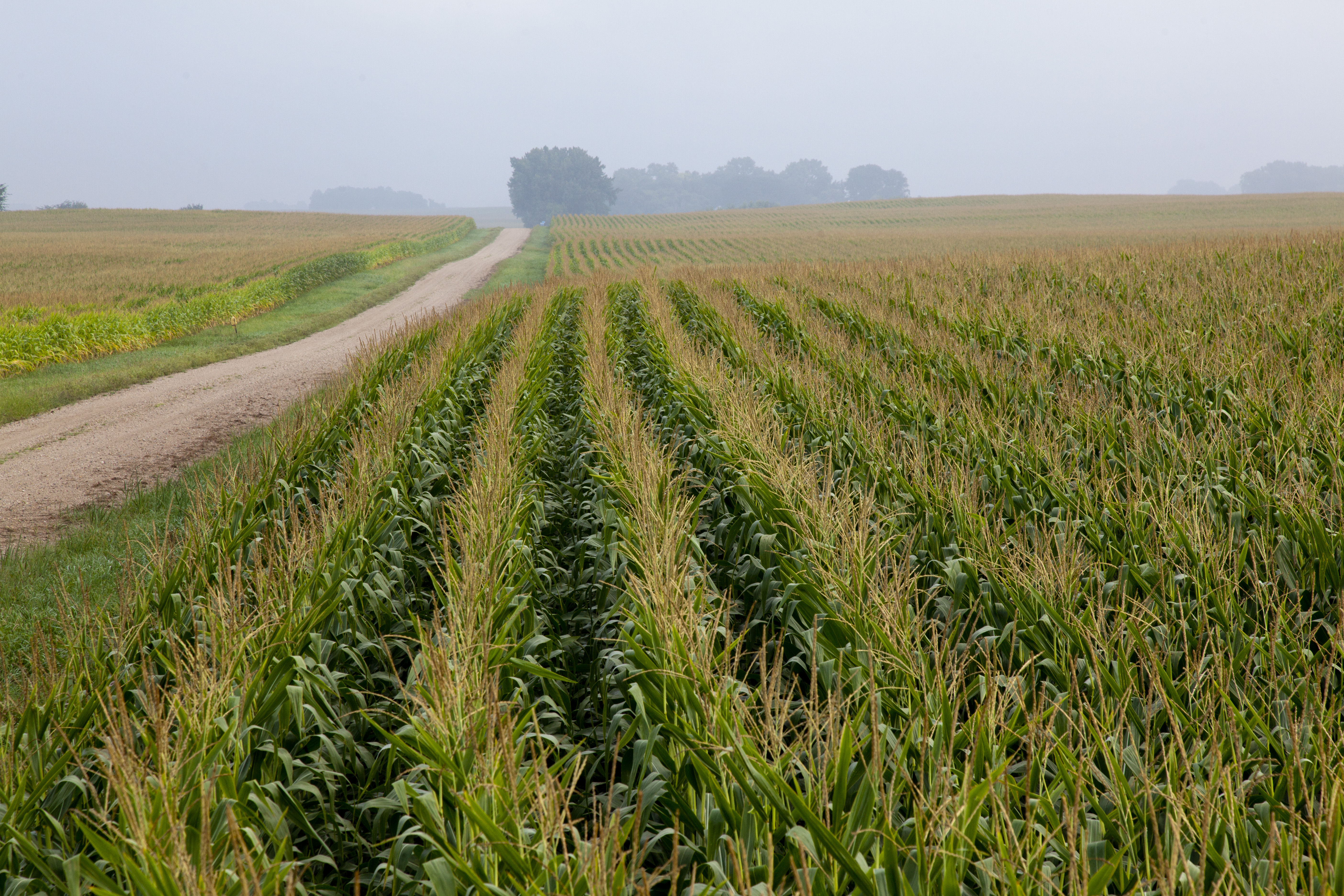 The average price of top-quality Indiana farmland was $9,785 per acre as of June 2021, a 14.1% increase from the previous year, according to a Purdue University survey. (DTN photo by David L. Hansen) 
