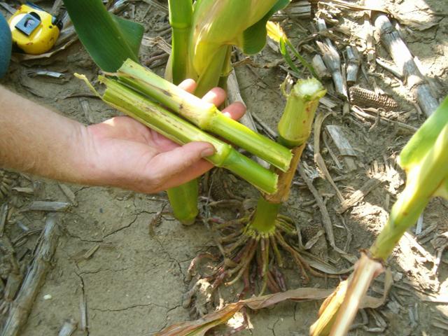 It&#039;s time to check corn stalks for lodging potential. Between drought, high disease pressure, windstorms and rootworm damage, cornfields may be hiding a host of stalk problems this summer. (DTN file photo by Greg Horstmeier)