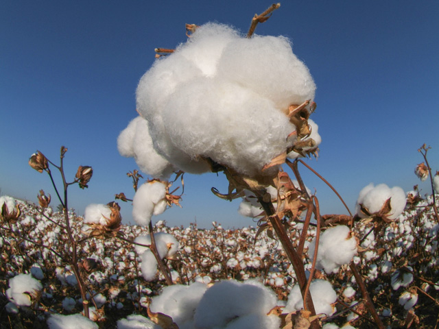 Cotton prices have climbed dramatically since last April to profitable levels. But volatile market conditions cast doubt on future cotton demand and values. (DTN photo by Pamela Smith)
