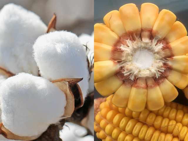 China approved five corn and cotton biotech traits on Jan. 11, including a novel RNAi rootworm trait, Smart Stax Pro, now set to be commercialized in 2022. (DTN photos by Pamela Smith)