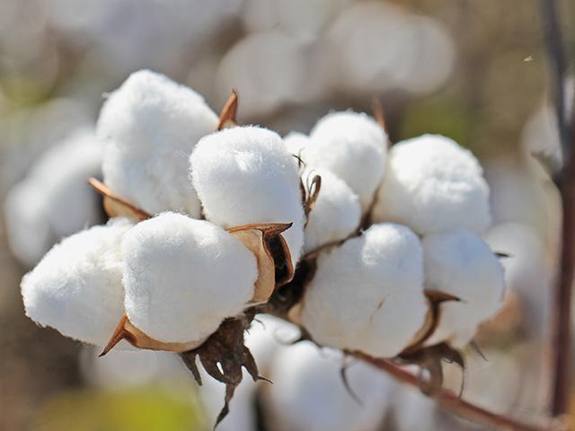 Cotton demand is expected to increase some in 2023, but will it be enough to raise prices? (DTN photo by Pamela Smith)