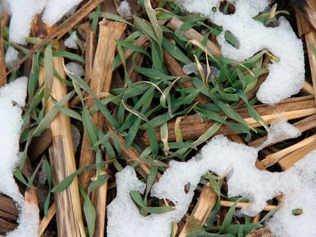 Cover crops coming up through on-farm crop residue in winter. The GAO has released a report calling on USDA to make several changes that would incentivize -- or in some cases require -- farmers to implement certain climate resiliency practices to receive government assistance. Some of the more "politically challenging" recommendations would require congressional approval in the farm bill. (DTN file photo by Pamela Smith) 