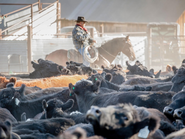 Bringing the market back to some state of normalcy is going to be a long and enduring process with new challenges at every turn. (Photo by Kayla Sargent) 