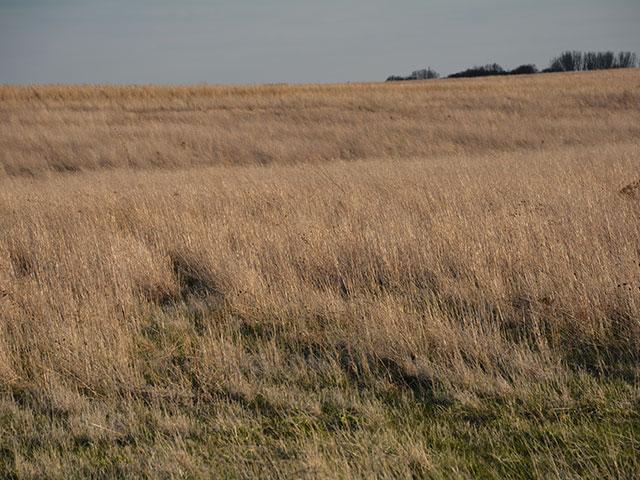 Land planted to native Prairie grasses and enrolled in USDA&#039;s Conservation Reserve Program near Dumont, Iowa. In response to the war in Ukraine, a University of Illinois economist pitched on social media that USDA should open up CRP acreage to crops this year. FSA&#039;s administrator said Thursday the agency has not looked at that option. (DTN file photo by Matthew Wilde) 