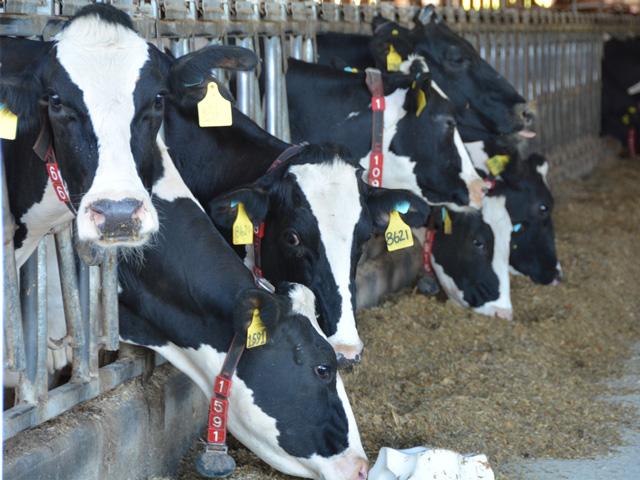 As the inaugural USMCA Free Trade Commission meets this week, the U.S. dairy industry and other groups want U.S. trade officials to call out Canada for the way Canadian officials are setting up tariffs and quotas on U.S. products going forward. (DTN file photo)
