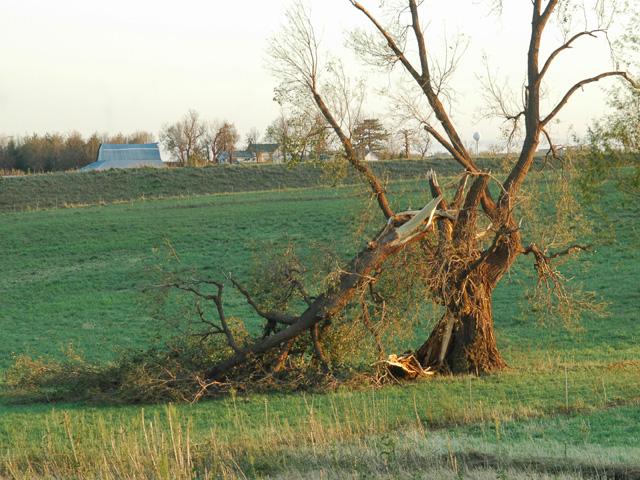 Storm-damaged trees can be an overlooked source of tannin exposure in cattle. (DTN/Progressive Farmer file photo by Greg Horstmeier)
