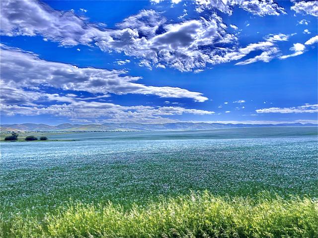 Blue skies and fields of blue flax make for a picturesque view for Dan Lakey, who farms in southeast Idaho. Not all crop weather scenarios have been blue skies for farmers this year. (Photo courtesy of Dan Lakey)