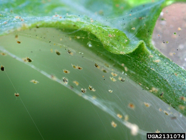 Spider mites are causing problems in drought-stressed fields this summer. (Photo courtesy David Cappaert, Michigan State University)
