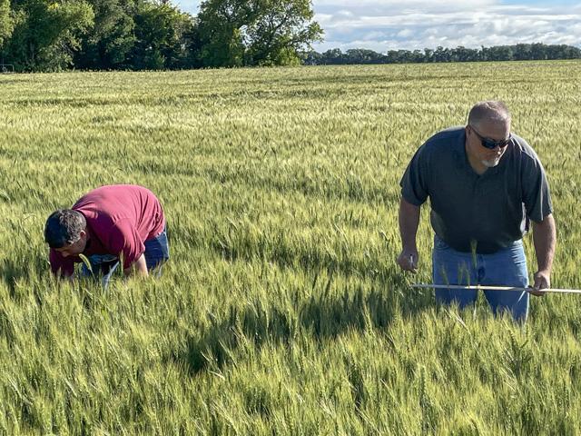 Crop Scouts on the 2022 Wheat Quality Council Hard Spring Wheat and Durum Tour assessed 304 fields over three days in North Dakota and Minnesota from July 26-28. (DTN photo by Matthew Wilde)