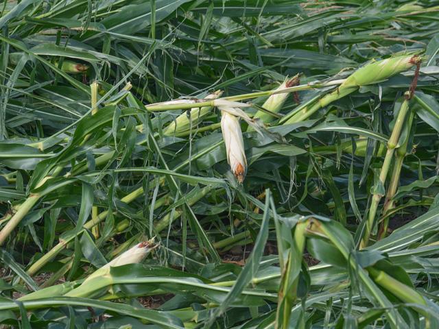 Hardly any hybrid can withstand winds like those dished out by the derecho that tore through this field in Iowa in 2020. But hybrid selection can help sort out those numbers more prone to breakage. (DTN photo by Matt Wilde)