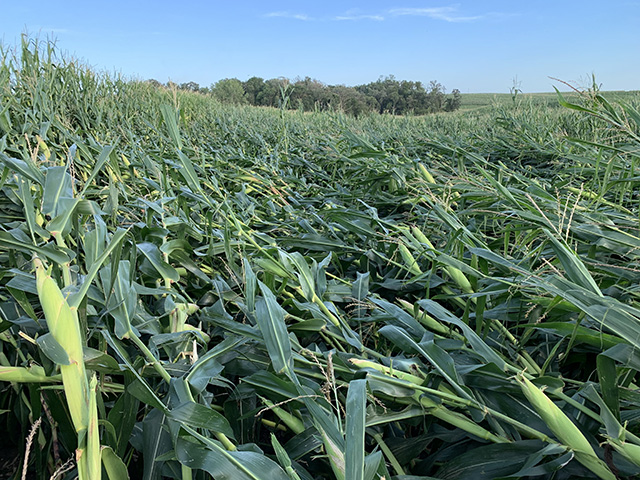 Downed corn a few miles south of Marshalltown, Iowa, after last week's derecho storm blew through Iowa. The state's secretary of Agriculture would like to see changes to insurance policies that would help farmers when their crops cannot be harvested. (DTN photo by Todd Hultman) 