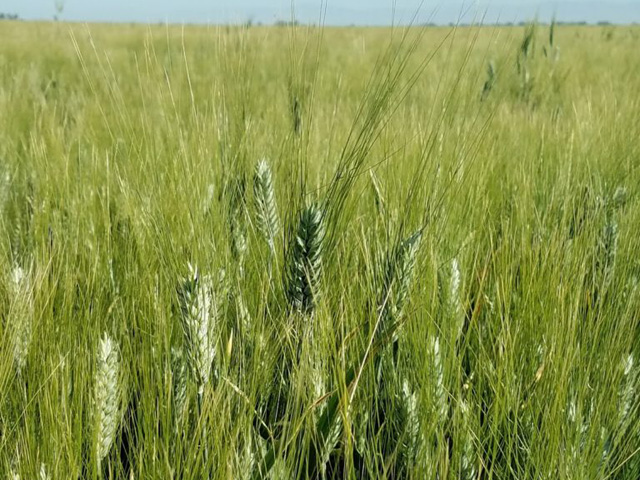 Pictured is a field of Desert Durum in California. About half of annual Desert Durum production in Arizona and California is exported, with Italy the perennial leading export destination, according to U.S. Wheat Associates. Desert Durum&#039;s valued semolina traits allow Italian pasta makers to maintain quality standards as they deal with typically variable grain quality from other sources. (U.S. Wheat Associates photo)