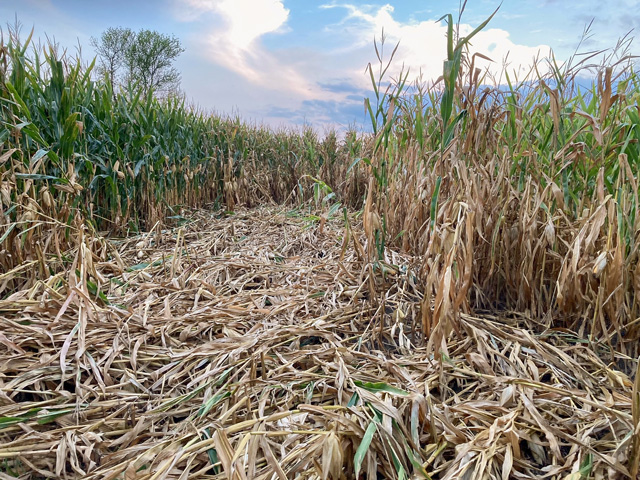 Downed corn -- a victim of heavy disease pressure and wind -- is a common sight across the Corn Belt this year, such as this field in southeast Michigan. (Photo courtesy of Raymond Simpkins)