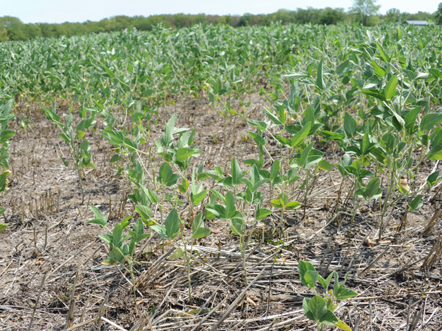 Droughty soybeans, such as these double-cropped beans above, may drop pods and abort seeds to conserve resources. However, late-season rains -- such as many have received this past week -- can help the plant recapture some yield potential. (DTN file photo by Pamela Smith) 