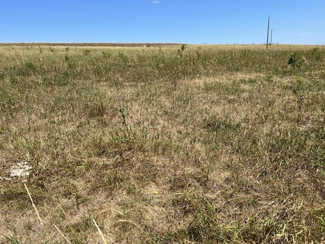 Pastures in northeastern Nebraska are dry due to continuing drought in parts of the Midwest. (DTN photo by Russ Quinn)