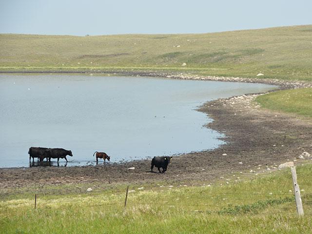 Cattle cool off in a shrinking pond this week in a pasture south of Minot, N.D. After two months of high volumes at local livestock auctions, at least a couple of sale barns saw fewer cull cows and pairs going to auction this week. Auctioneers speculated producers now are trying to hold on to wean their calves. Cattle producers also are trying to cut any salvageable hay left before a stretch of higher temperatures returns to the state. (DTN photo by Chris Clayton) 