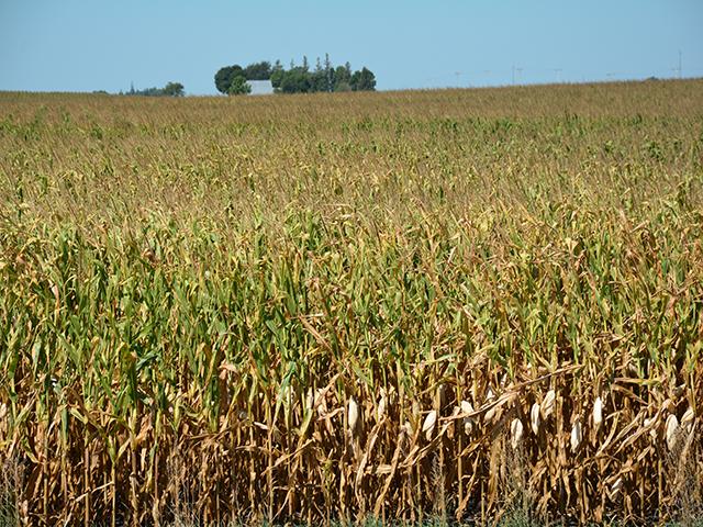 A drought-stricken corn field near Gowrie, Iowa, in the extreme drought area of the state. A report from Environmental Defense Fund projects Iowa will see slower growth in corn yields statewide by 2030 because of climate stresses on the crop. (DTN photo by Matthew Wilde)