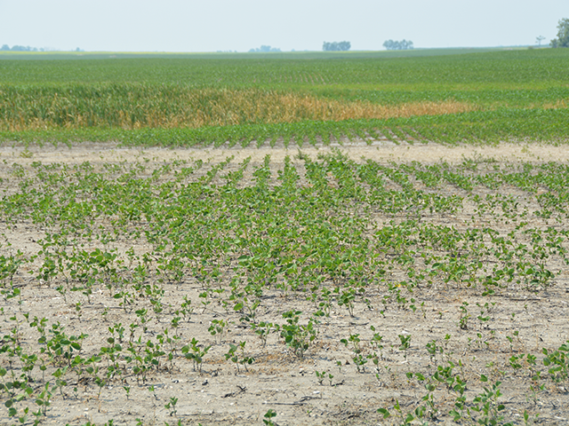 A soybean field lost to drought last summer in North Dakota. USDA on Monday announced its disaster aid program for 2020 and 2021 crop losses with roughly $6 billion in initial payments expected. The Emergency Relief Program (ERP) will use crop insurance and Noninsured Crop Disaster Assistance Program data to help calculate producer losses and payments. (DTN file photo by Chris Clayton)