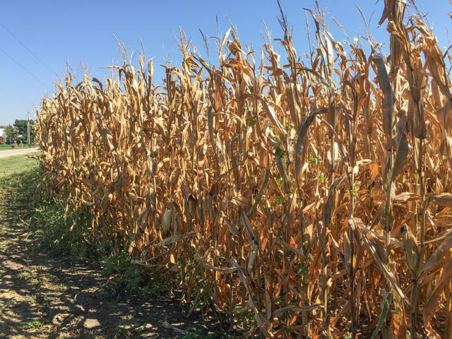 Central Illinois corn yields will likely be reduced by hot and dry conditions during September. (DTN photo by Pamela Smith)
