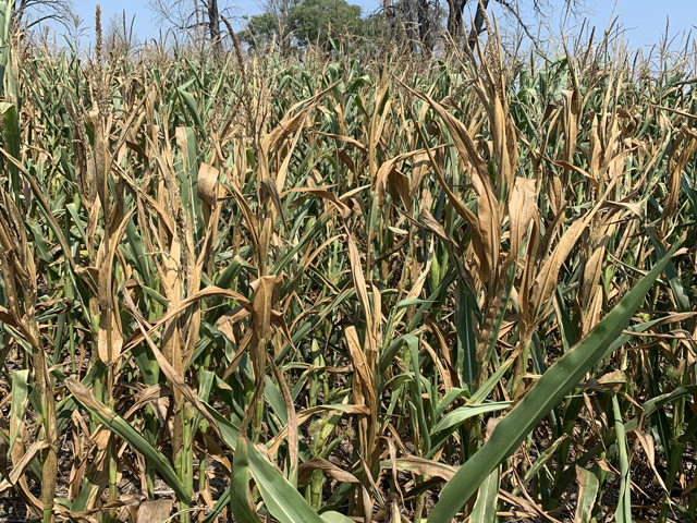 Parts of South Dakota have had the driest growing season on record, even surpassing the 1930s Dust Bowl era. (Photo courtesy of Jack Davis, South Dakota State University)