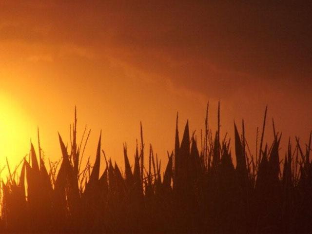 As the corn and soybean growing season draws closer to harvest, most analysts expect late-season drought to take the top off yield potential. (DTN file photo)  