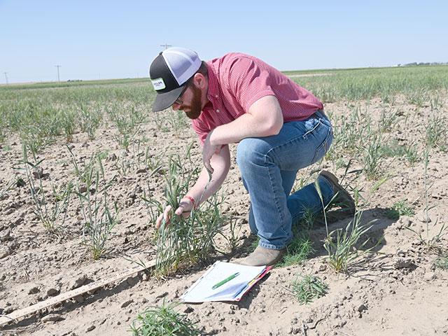 Jackson Allen, a grain merchandiser for Gavilon in Wichita, Kansas, assesses a hard red winter wheat field on Wednesday, May 18, near Dermot, Kansas, during Day 2 of the Wheat Quality Council&#039;s annual Hard Winter Wheat Tour. Many wheat fields, such as this one, in the southwest part of the state have received little rain since planting last fall that has drastically reduced stands and yields. (DTN/Progressive Farmer photo by Matthew Wilde)