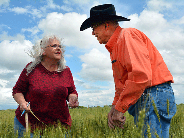 Chris Kirby, left, Oklahoma Wheat Commission director of marketing and communications, and Keith Kisling of Burlington, Oklahoma, conduct a yield assessment of one of his family&#039;s hard winter wheat fields during Day 2 of the Wheat Quality Council&#039;s Hard Winter Wheat Tour. The field, which was also used for grazing, has an estimated yield of 50 bushels per acre. (DTN photo by Matthew Wilde)