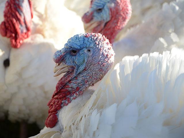 Retail turkey prices this year increased 4.6%, based on American Farm Bureau data, to an average price of $23.99 for a 16-pound bird. (DTN/Progressive Farmer file photo by Jim Patrico)