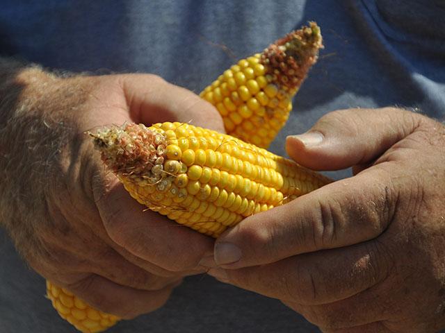 Estimating yield prior to harvest gives farmers all sorts of clues to help schedule harvest, sell the crop and pick new numbers for the coming year. (DTN photo by Katie Dehlinger)
