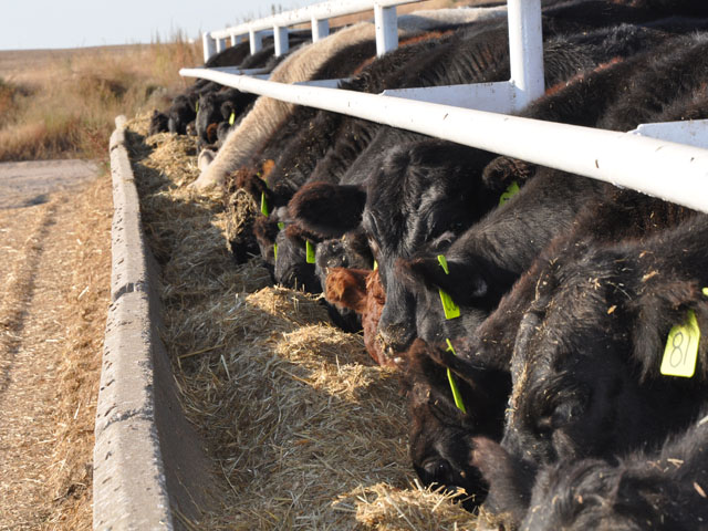Some agricultural groups want the U.S. Senate Agriculture Committee to hold a hearing on legislation to reauthorize the Livestock Mandatory Reporting program and rule. They want to see changes in how livestock are sold to provide more cash trade and fewer private contract sales.  (DTN file photo by Katie Dehlinger) 