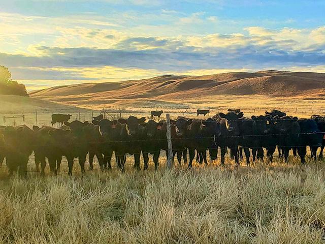The Dumbbell Ranch in the Nebraska Sandhills operates as a 900-head cow-calf operation. (Photo courtesy of Hall and Hall) 