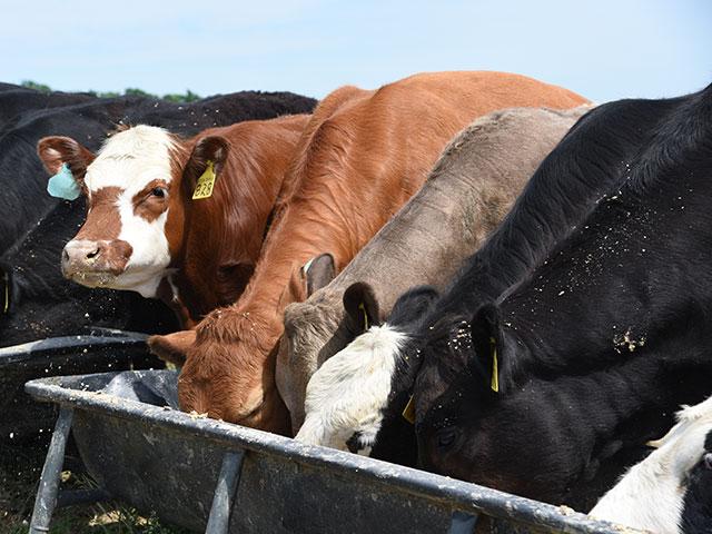 After calving, it&#039;s important to keep females in a body condition that will enable them to have good breed-back percentages, which often means supplementing them when hay quality is poor. (DTN/Progressive Farmer file photo by Becky Mills)