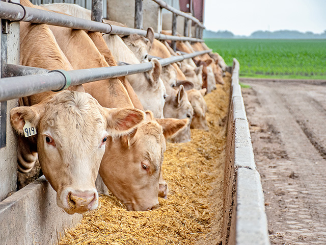 Looking at the next three to four weeks, pressure is anticipated throughout the cash cattle market. (Photo by Baxter Communications Inc.)