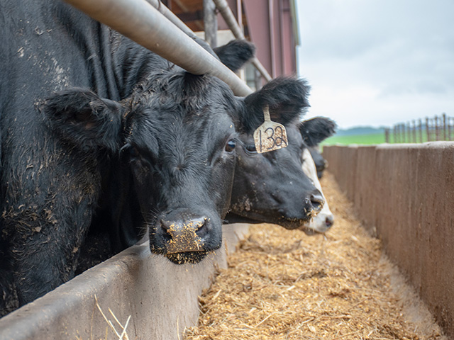 This week's cash cattle trade may be able to break out of the sluggish zone the market's been trapped in as there are fewer cattle on showlists and carcass weights are lighter. (Photo by Baxter Communications)