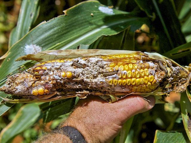 Bt crops face rising insect resistance from insects such as the fall armyworm and corn earworm, shown above destroying this Texas corn ear. EPA just released some proposed new regulation for Bt corn and cotton to slow the development of resistance and preserve Bt technology. (Photo courtesy Pat Porter, TAMU)