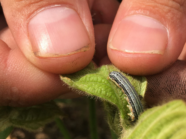 Fall armyworm are on the march in southern states and farmers are being alerted to keep an eye open as populations can escalate quickly. (Photo by Kurt Beaty, University of Arkansas Division of Agriculture)