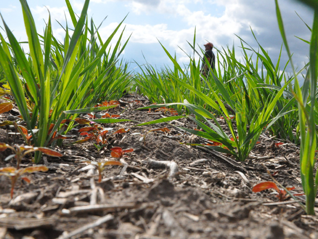 Farmers who purchased crop insurance and used cover crops in the 2021 growing season are eligible for a new, one-time program that gives a $5-per-acre benefit toward crop insurance premiums. (DTN file photo by Chris Clayton)