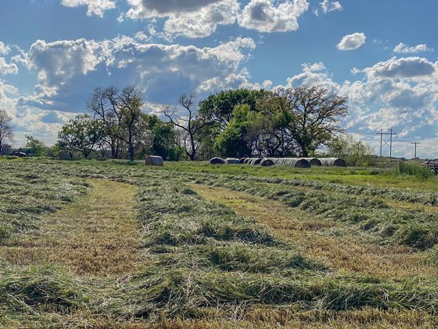 In Anadarko, Oklahoma, damaged winter wheat was cut for hay after the April 15 frost-freeze event. Haying wheat for forage is an option for wheat that was affected by the freeze event. (Photo by Amanda de Oliveira Silva, Department of Plant and Soil Sciences Oklahoma State University)
