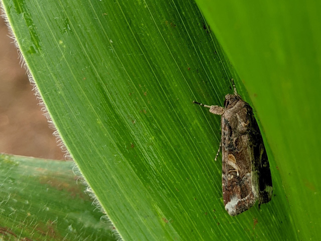 Fall armyworm (above) is a major pest of corn, but a biotech company called Oxitec is working on a GM version in Brazil that would temporarily lower wild armyworm populations after release. The companies&#039; GM mosquitoes are already in use in Florida. (Photo courtesy Oxitec)