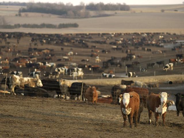 USDA released its July 1 Cattle on Feed and biannual Cattle Inventory reports on Friday. (DTN/Progressive Farmer file photo by Jim Patrico)