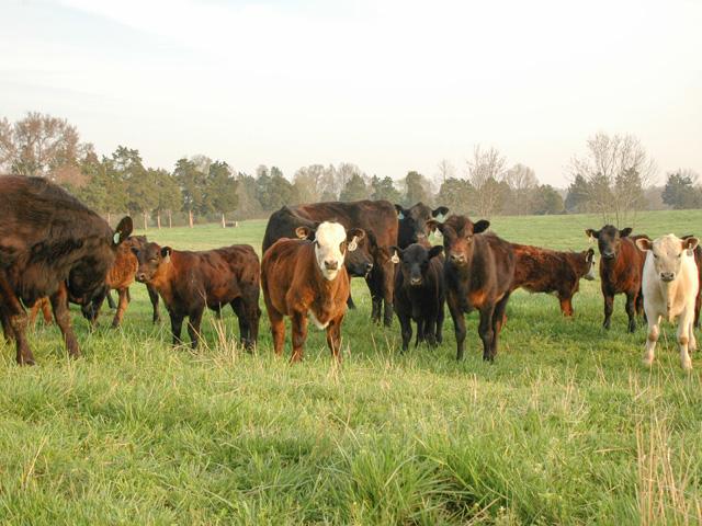 As cattlemen look to the third and fourth quarters of 2022, they wonder what the cattle market has in store. (DTN/Progressive Farmer file photo by Becky Mills)