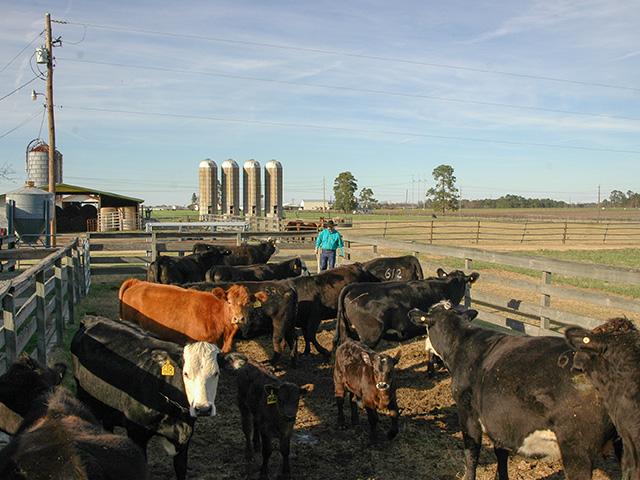 A strong relationship with a local veterinarian is especially crucial for cattle producers during times of drought. (DTN/Progressive Farmer file photo)