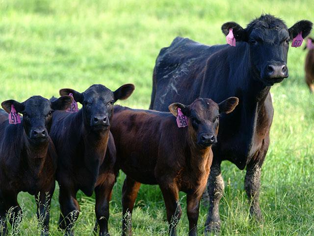 Better herd management starts with the simple job of recording when calves drop. (DTN/Progressive Farmer file photo by Denny Eilers)