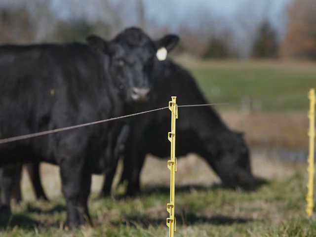 Cattle graze behind an electric fence. Grazing research in South Dakota shows grazing perennial grasses can aid soil health. (DTN file photo)
