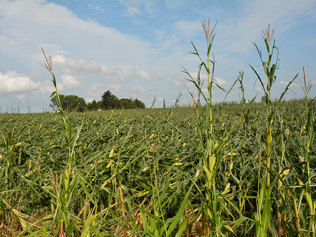A corn field flattened by a derecho that hit Iowa and Illinois in mid-August 2020. The federal funding bill includes special funds for USDA to cover agricultural disasters in 2020 and 2021. (DTN photo by Matthew Wilde) 