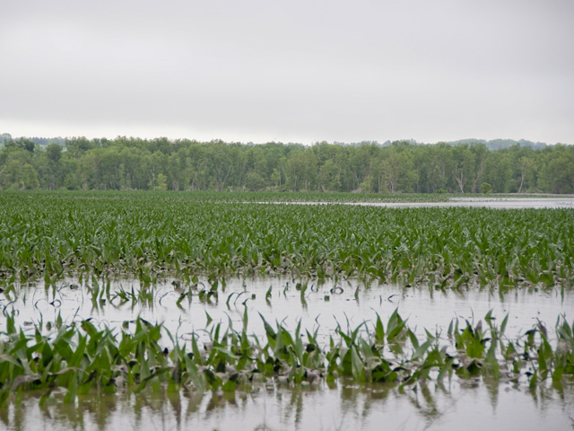 Farmers who saw heavy rains and hail hit their fields over the past week may be considering late-season replanting or planting a second crop. The first consideration should be to visit with a crop-insurance adjuster. It may not be feasible to replant a crop past the crop-insurance late-planting window. (DTN file photo)