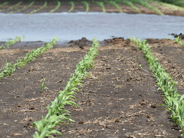 Corn planting has stayed ahead of average this spring, despite weather extremes such as rain and flooding across large swaths of the Midwest, South and mid-Atlantic this May. (DTN photo by Pamela Smith) 