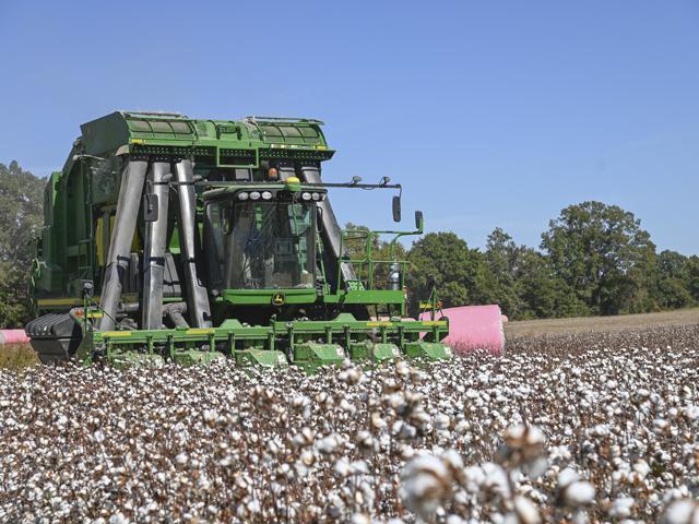 Franklin Carmack picks cotton near Ripley, Tennessee, on Oct. 5. He expects average yields and decent profit potential this year. Turning a profit in 2023, though, is a concern for the farmer. (DTN photo by Matthew Wilde)